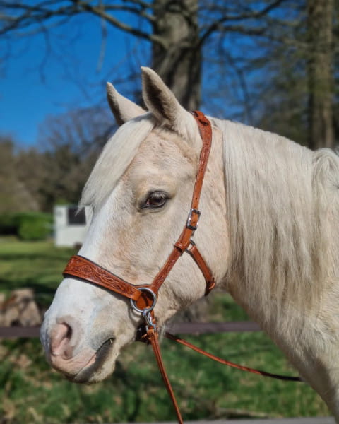 Edix Sidepull Bridle of the Rose Collection