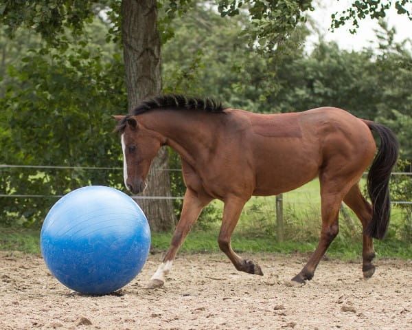 Pferdefußball