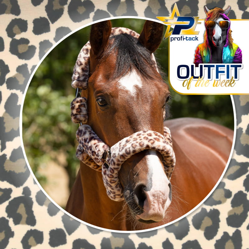 Halfter Alaska - Special Edition Leopard